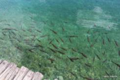 Peixes no Lago Plitvice